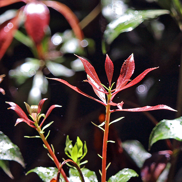 gallery-e_Jun25_600x