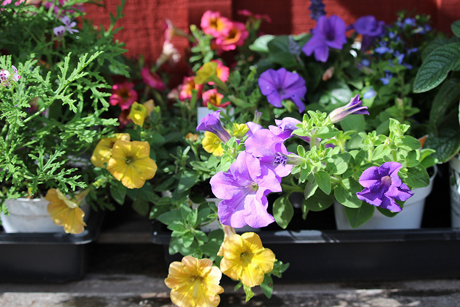 May-Gallery_2_900x600