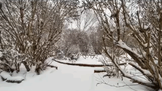 snowing-garden-center-s