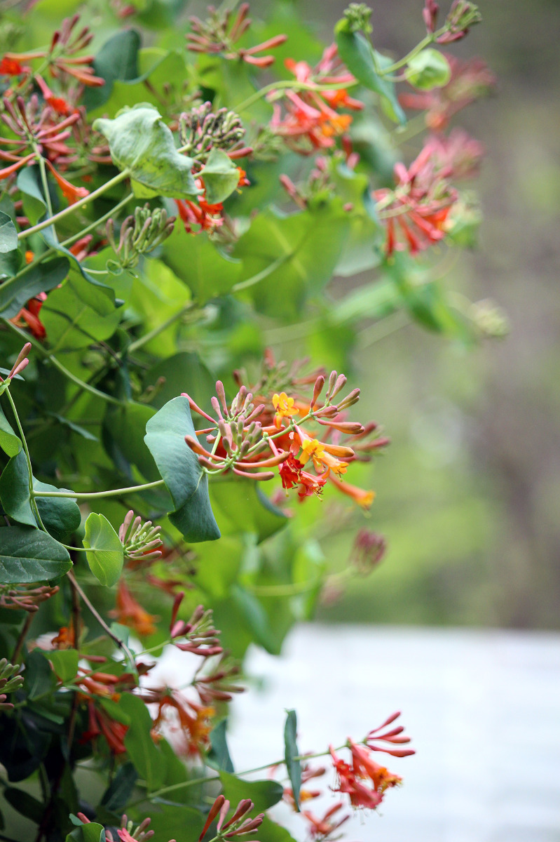 garden-gallery-May26_1x2-b
