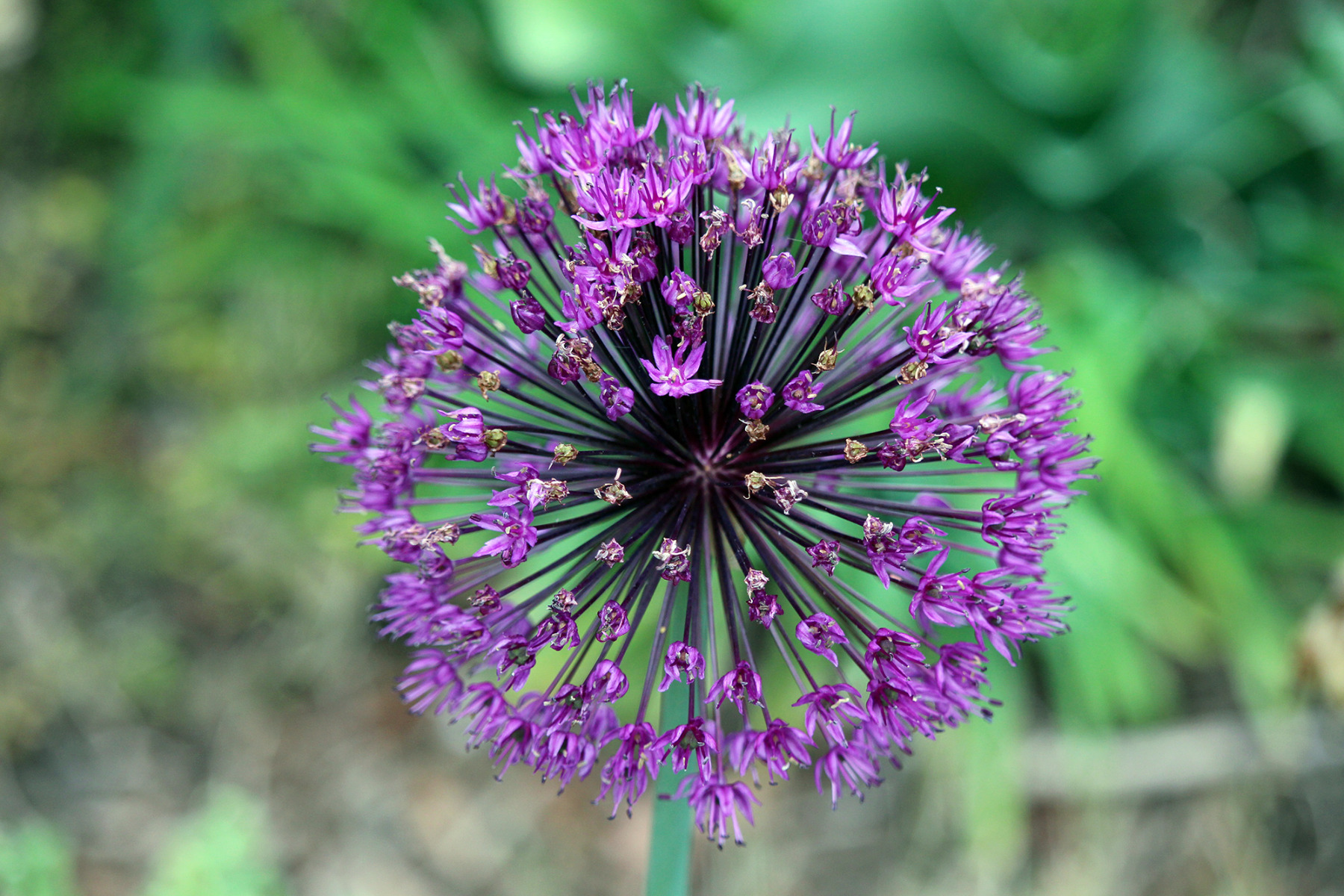 garden-gallery-May26_2x1-f