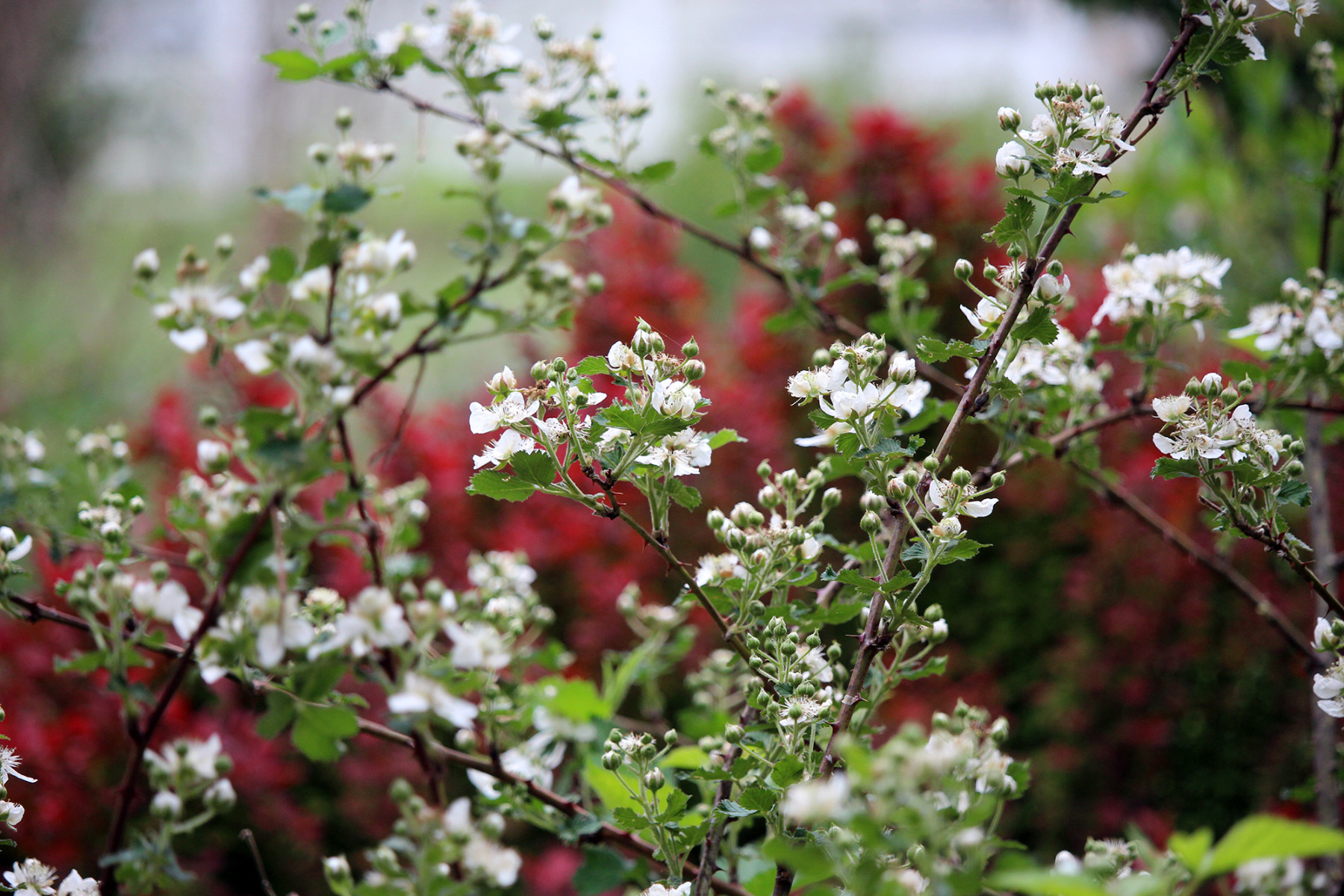 garden-gallery-May26_2x1-g