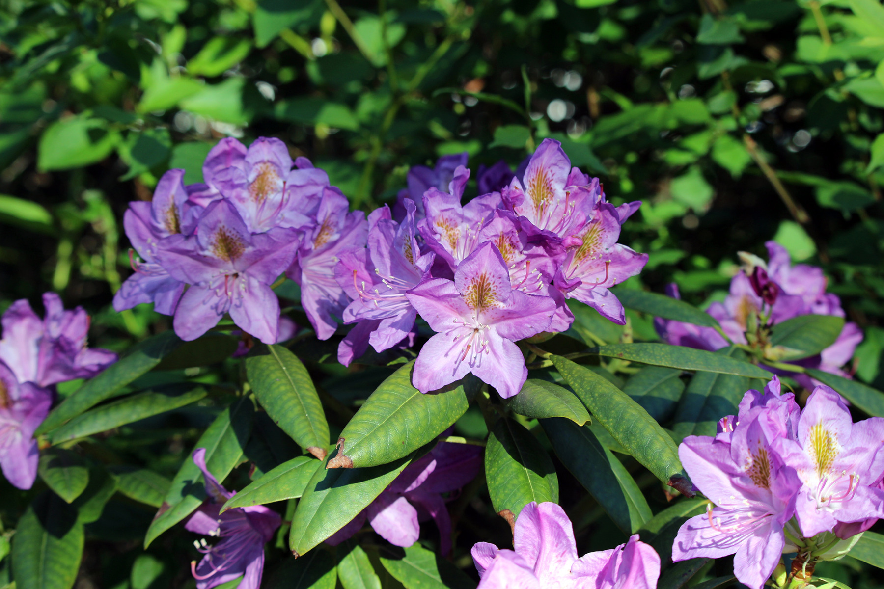 garden-gallery-May26_2x1-h