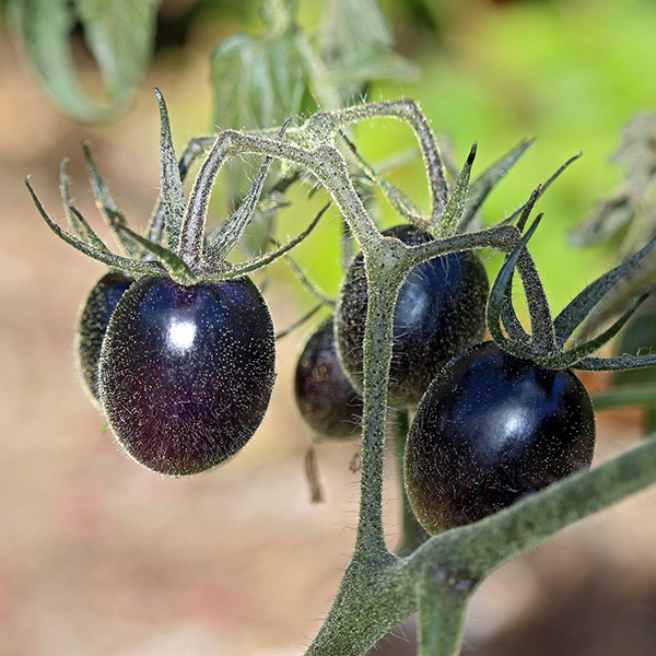 gallery-Autumn-2025_600x-a