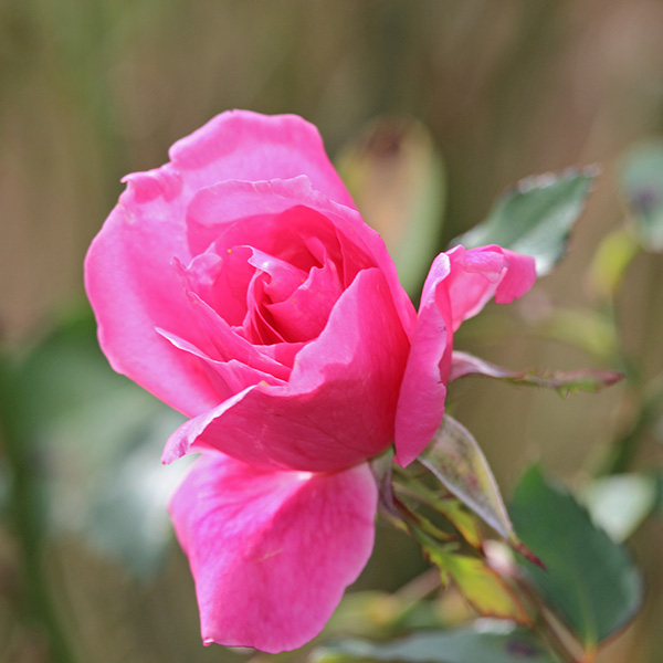 gallery-Autumn-2025_600x-g