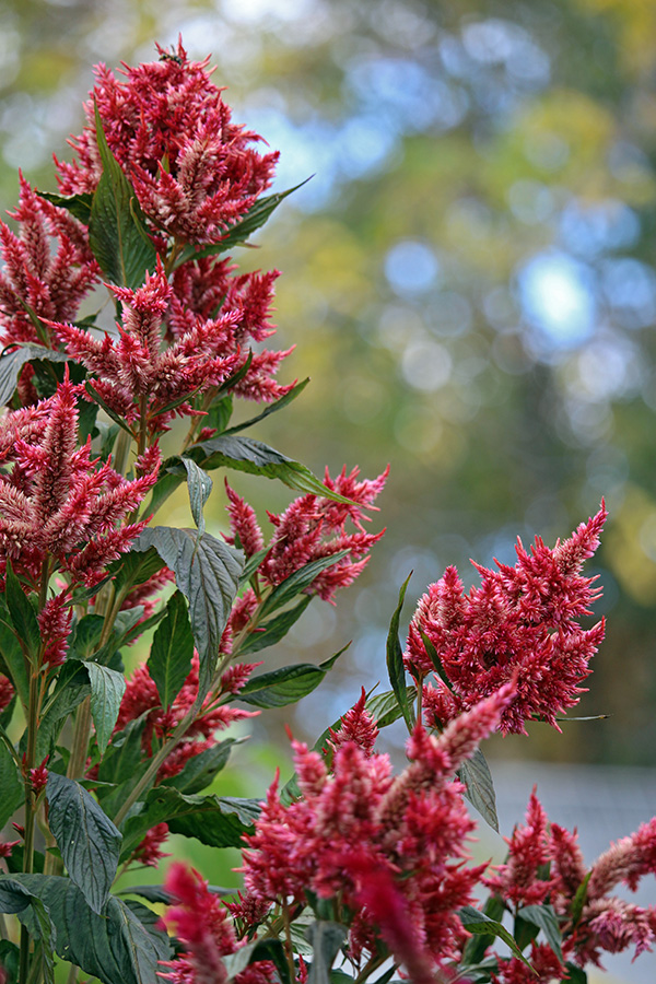 gallery-Autumn-2025_600x900-f