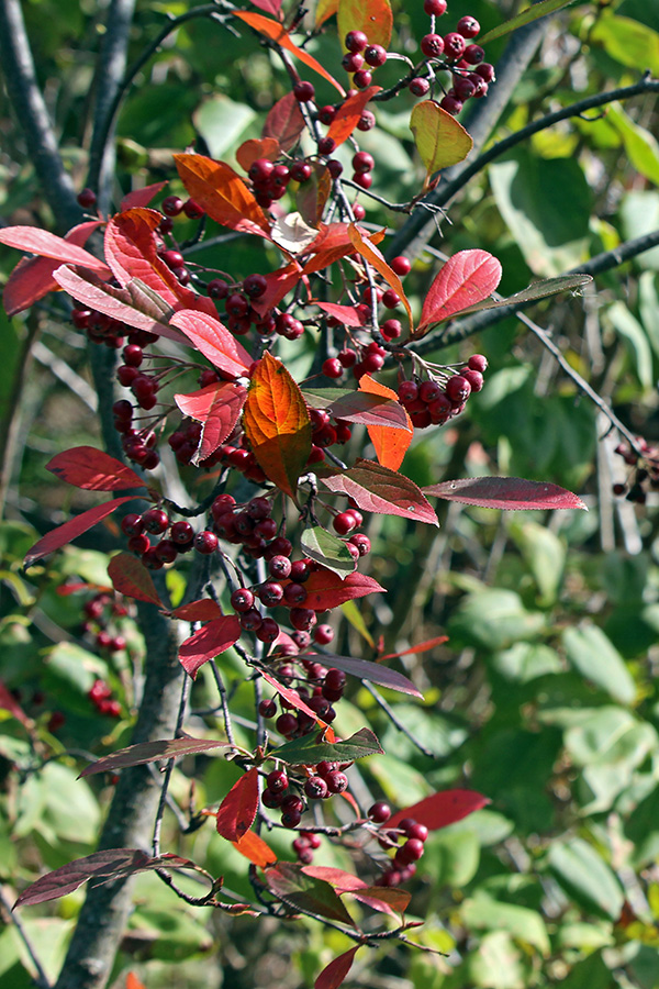 gallery-Autumn-2025_600x900-k