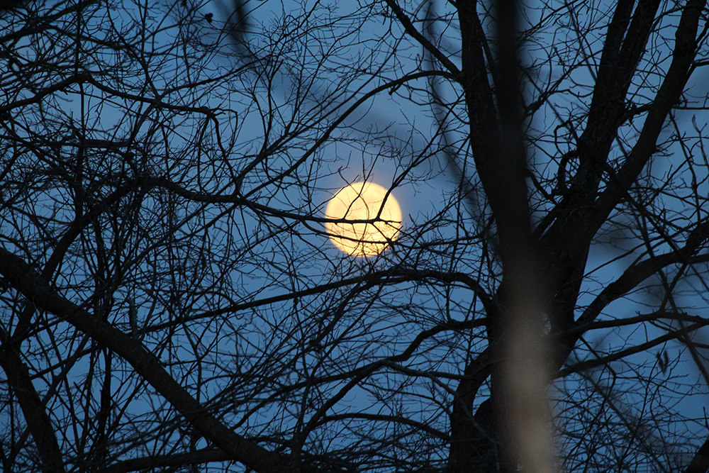 garden-gallery_Dec25-10x6-b