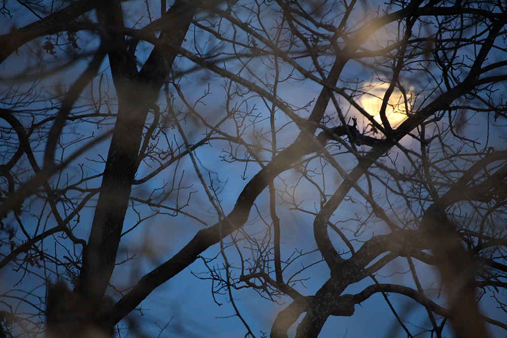 garden-gallery_Dec25-10x6-c