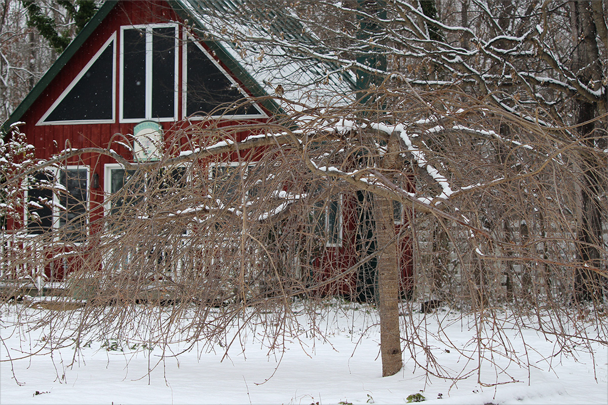 garden-gallery_Dec25-12x8-b