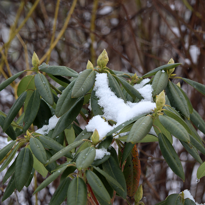 garden-gallery_Dec25-8x8-a