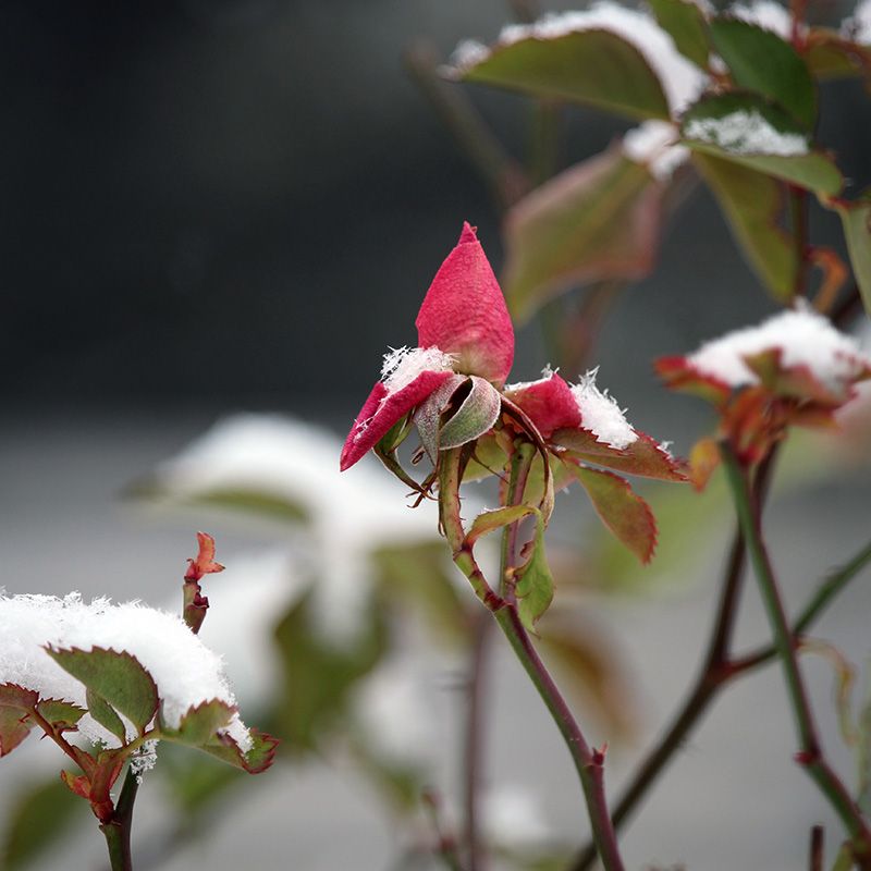 garden-gallery_Dec25-8x8-c