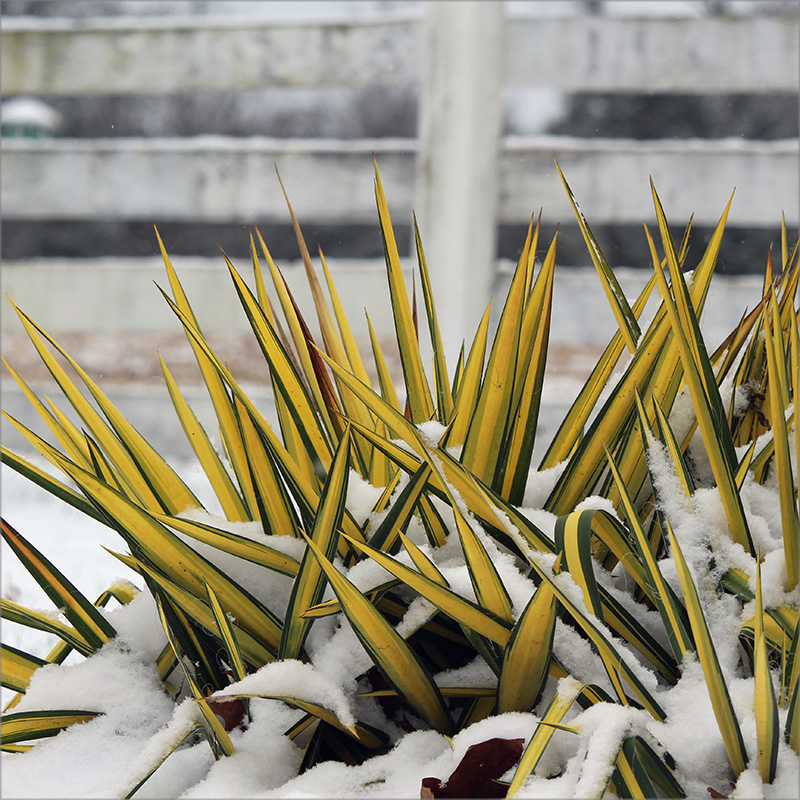 garden-gallery_Dec25-8x8-d