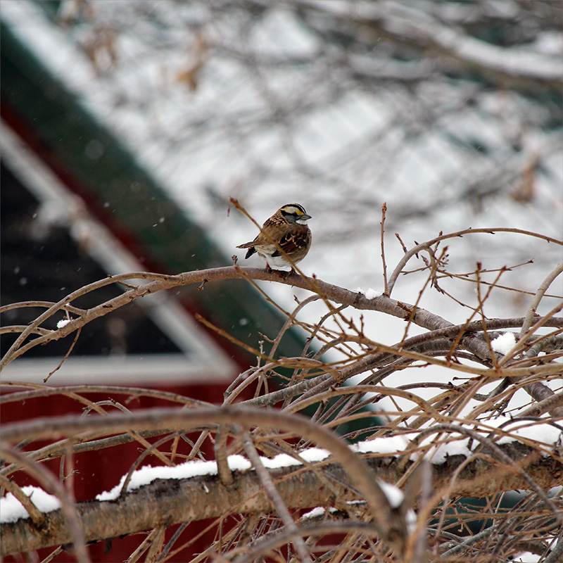 garden-gallery_Dec25-8x8-e