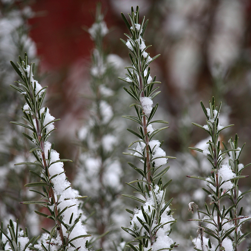 A Quiet Winter ~ December 2025