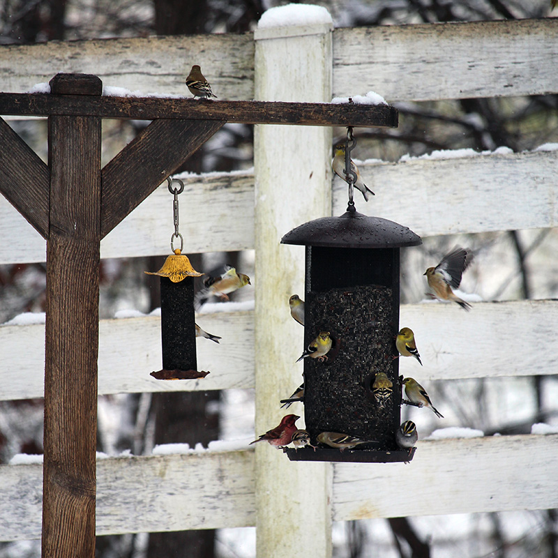 garden-gallery_Dec25-8x8-h