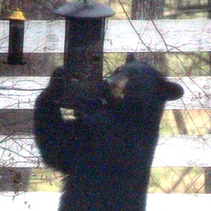 A Bear-y Rare Garden Visitor