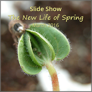 th_ss_new-life_Mar16_300x