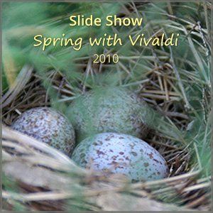 th_ss_spring-Vivaldi_2010_300x