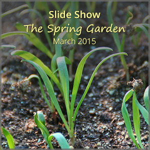 th_ss_spring_Mar15_300x