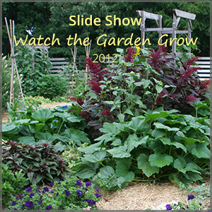 th_ss_watch-it-grow_Nov12_300x
