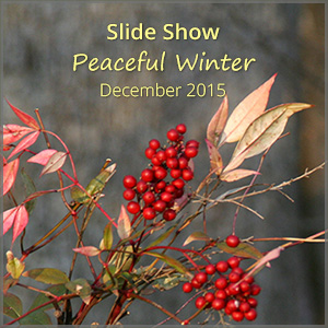 th_ss_winter_Dec15_300x