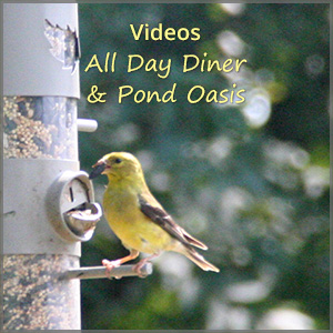 th_vo_diner-pond_Jul23_300x