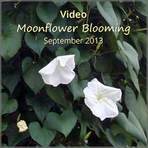 th_vo_moonflower_Sep13_300x