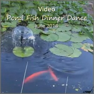 th_vo_pond-fish-dinner_Jun24_300x