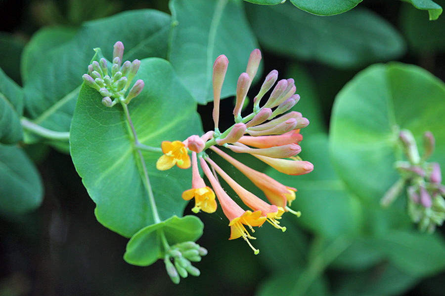 garden-arch-honeysuckle_9x6