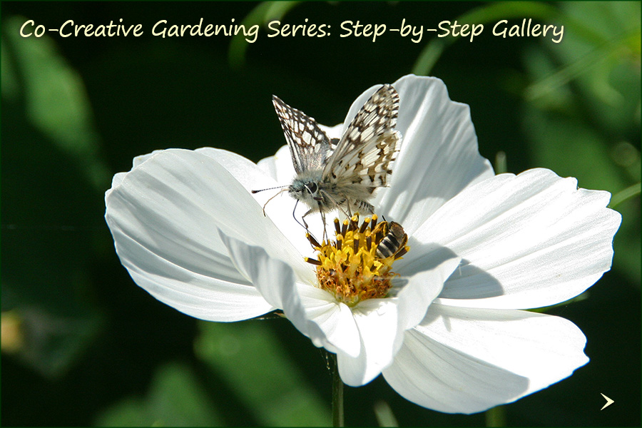 Gardening-Series-Gallery-4_900x600