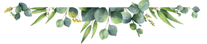 eucalyptus