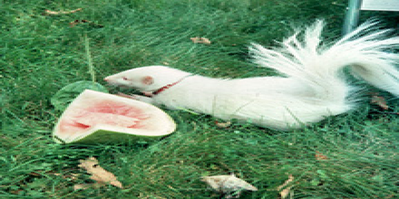 Animal Companions and Wildlife