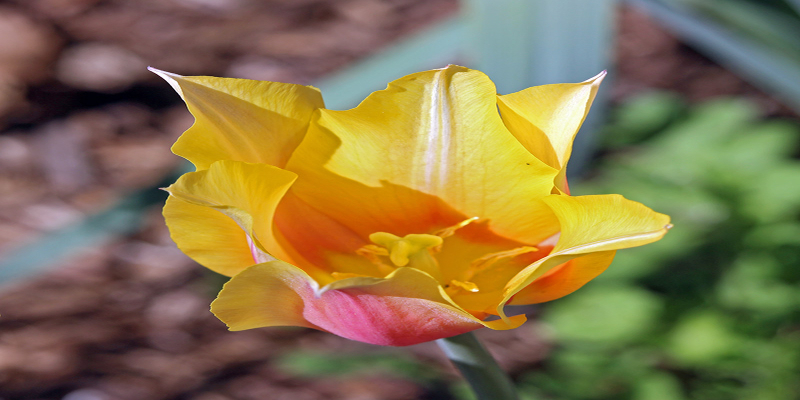 It's Spring ~ April 2025