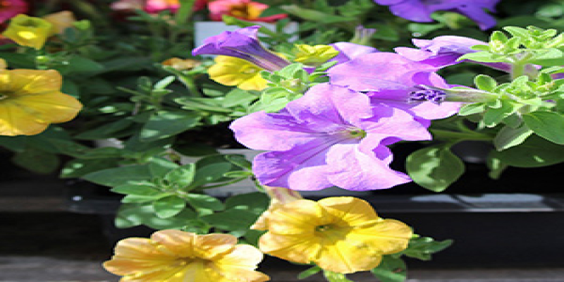 Mom Day Flowers ~ May 2025