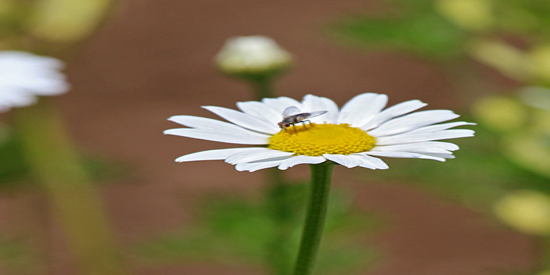 A Peaceful Spring Gallery