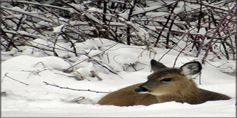 Snowy Day ~ February 2025