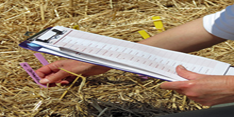 5 - Row Order & Plant Ratio