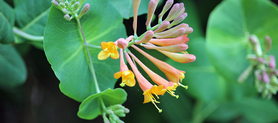 orange-honeysuckle-bloom_9x4