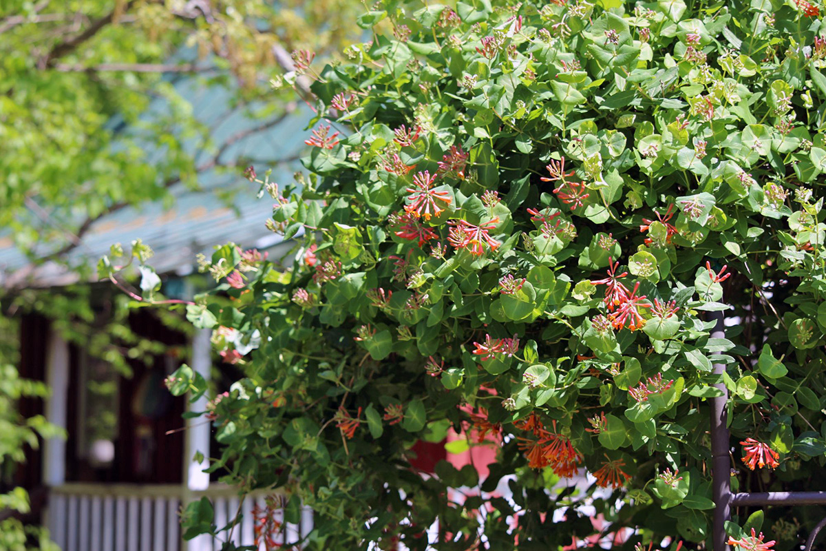 orange-honeysuckle_12x8