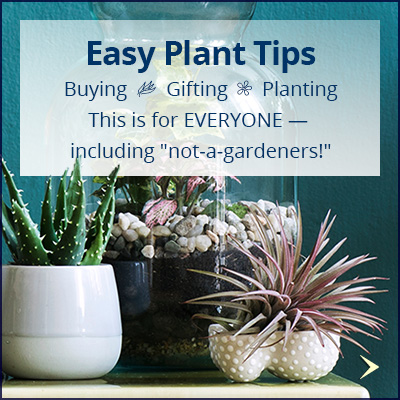newsletter_plant-tips_400x