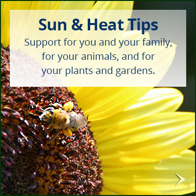 tip_sun-heat-bee-ETS_400x