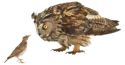 owl inquriy