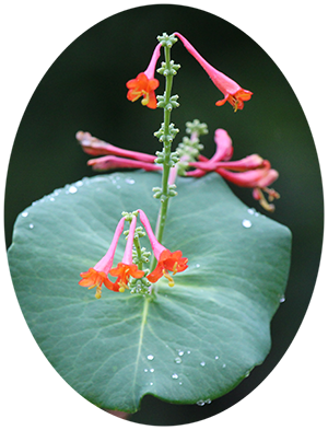 orange honeysuckle