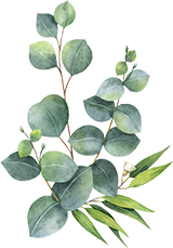 eucalyptus