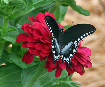 swallowtail butterfly on zinnia