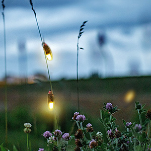 fireflies