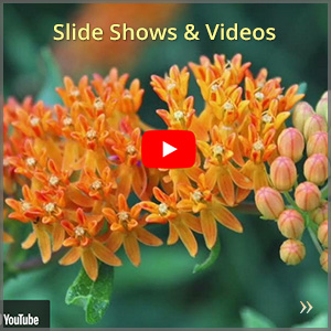 gallery_videos_300x300_1