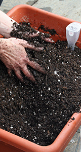 hands in potting soil