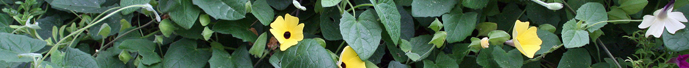 planter-cascade-1_1400x140